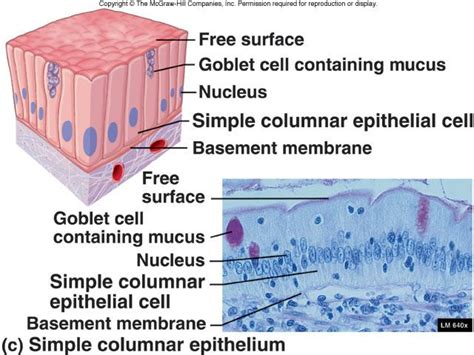 Simple Columnar Epithelium Labeled Diagram