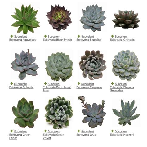 ~ SUCCULENTS ~ A Plant Guide to Some of the Prettiest Succulents Around ...