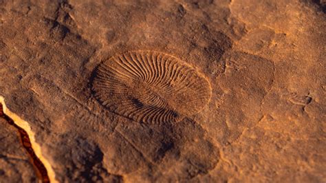 View Ediacaran Fossils for the First Time at Nilpena Ediacara National Park - Trazee Travel