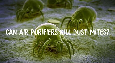 Can Air Purifiers Kill Dust Mites? – Smart Air