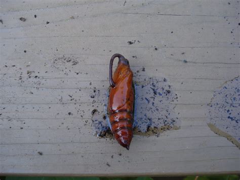 hummingbird moth pupa | Walter Reeves: The Georgia Gardener