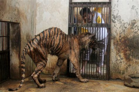 Petition · FOOD FOR SURABAYA ZOO ANIMALS IN EAST JAVA, INDONESIA ...