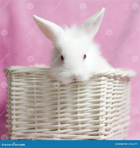 Cute White Baby Rabbit Stock Photo - Image: 8528190