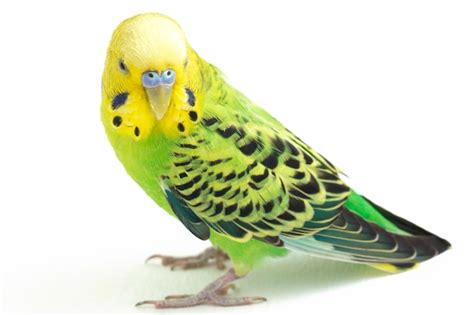 Premium Photo | Close-up of a budgerigar parakeet