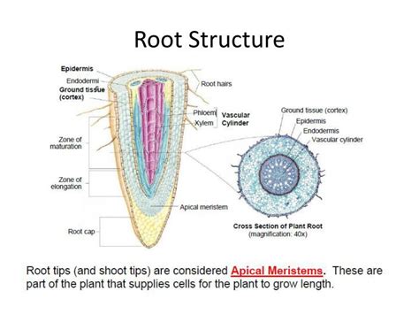 Internal Structure Of Root Ppt