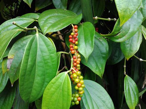 Buy Black Pepper plant/Piper Nigrum plant online India at best price