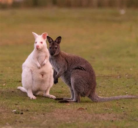 Leucistic vs Albino: What's the Difference and Why Does it Matter? - A-Z Animals