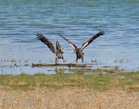 Bald Eagles at Boyd Lake State Park – Robert Robinson Photography