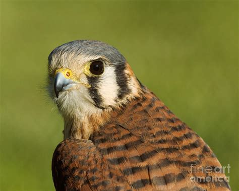 female American Kestrel Photograph by Doug Herr