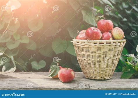 Baskets with Apples Harvest in Fall Garden Stock Image - Image of ...