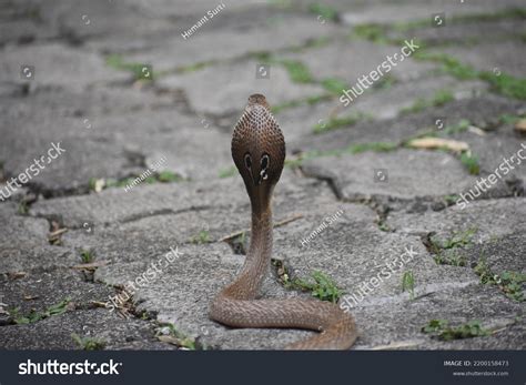 Indian Cobra Venom Images: Browse 1,235 Stock Photos & Vectors Free Download with Trial ...