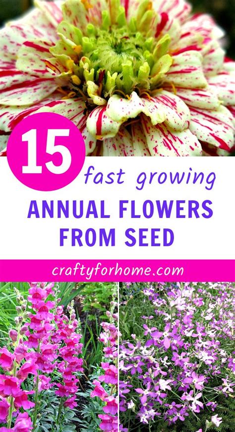 15 easy to grow annual flowers from seed – Artofit