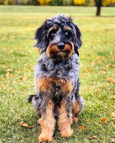 Aussiedoodle: Australian Shepherd & Poodle - The Dogman