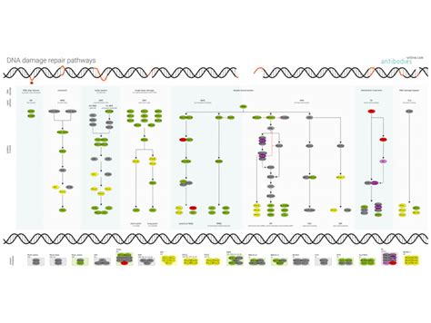 Pathways: DNA Damage Repair | www.antibodies-online.com