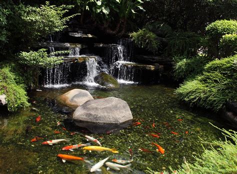 Types Of Fish For Garden Ponds | Backyard Design Ideas