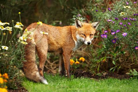 Red Fox Standing Near Flowers in the Garden in Summer Stock Photo ...