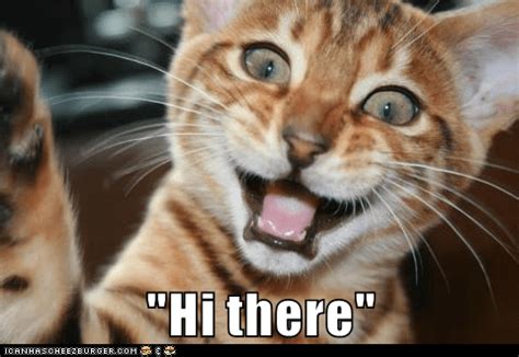 "Hi there" - Lolcats - lol | cat memes | funny cats | funny cat ...