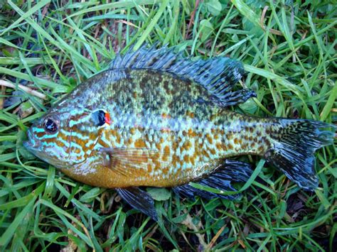 Sunfish, Pumpkinseed Ctrl_Alt_Dlt | www.roughfish.com