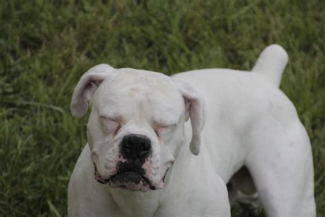 White Boxer Dog with Eyes Closed Photograph by Valerie Collins - Pixels