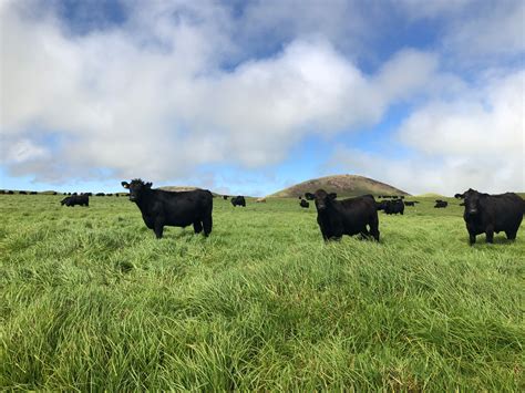 Cattle | Parker Ranch