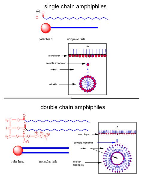 A7. The Lipid World - Biology LibreTexts