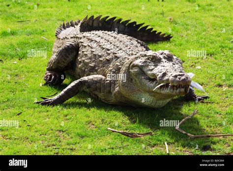 Africa Animals Crocodiles Ghana Paga Reptiles Stock Photo - Alamy