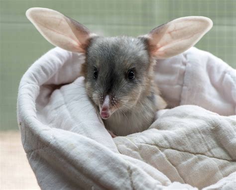 Meet Tinka the Greater Bilby, Adelaide Zoo's newest family member.