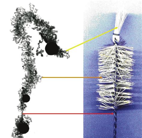 A lampbrush chromosome and the " original item " . The arrows indicate... | Download Scientific ...