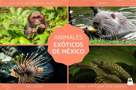 10 Animales más exóticos de México - Fotos y características