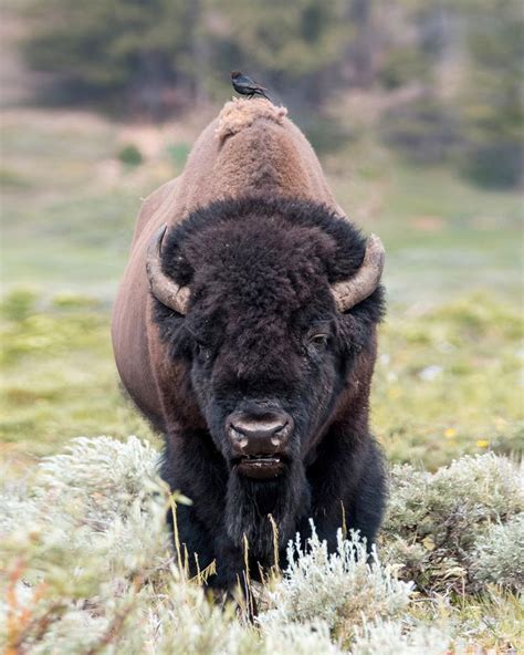 Bison in Yellowstone#WILDLIFE #PHOTOGRAPHY #COLORS OF NATURE #ADORABLE ...