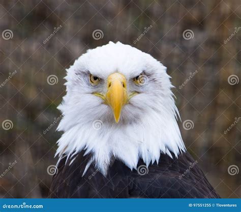 Eagle Head Sculpture Royalty-Free Stock Photography | CartoonDealer.com #53496815