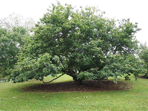 Chinese Chestnut Tree