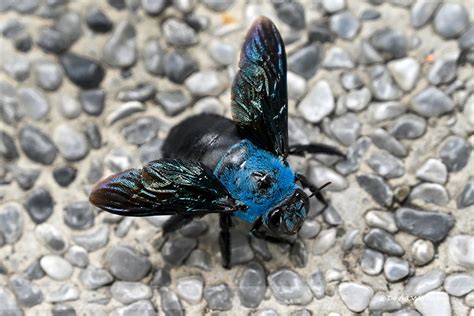 Blue Carpenter Bee - Xylocopa caerulea - Singapore Geographic