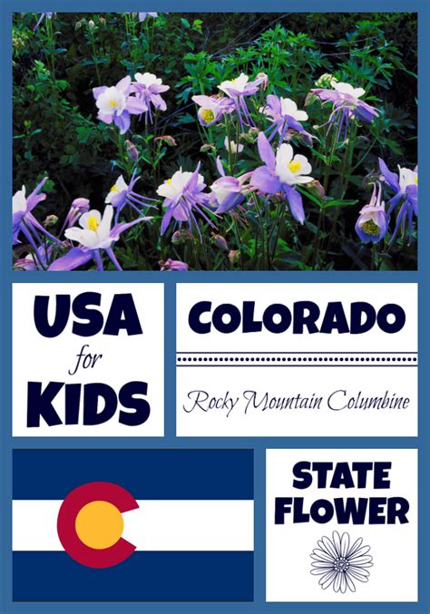 Colorado State Flower - Rocky Mountain Columbine