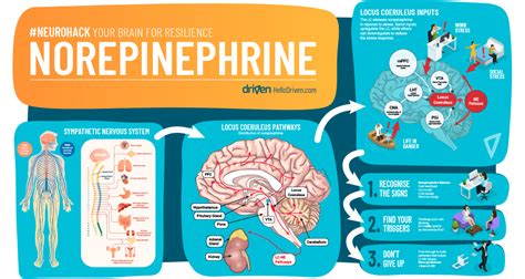 On obsessions, dreams and "norepinephrine" - by Christine