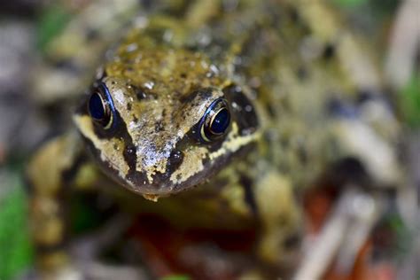 Common Frog. Common Frog, British Wildlife, Frog And Toad, Reptiles And Amphibians, Great ...