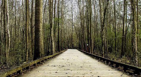 Free picture: road, wood, road, landscape, forest