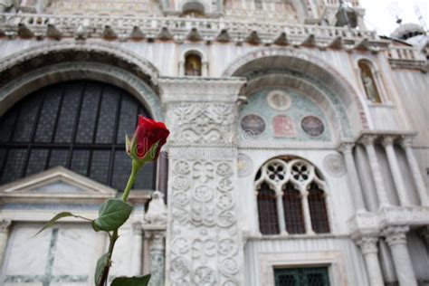 Red rose in Venice Italy stock image. Image of romantic - 109156543