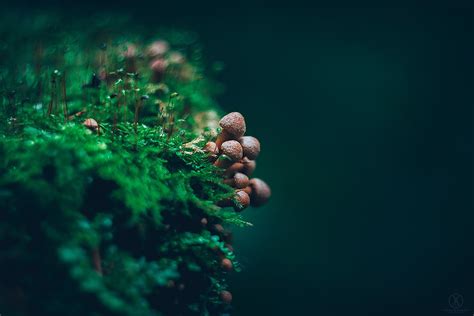 Mushroom Macro Wallpaper, HD Nature 4K Wallpapers, Images and ...