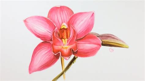 Watercolor Pink Orchid Painting Demonstration - YouTube