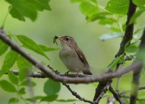 Do Birds Eat Grasshoppers? The Answer May Surprise You