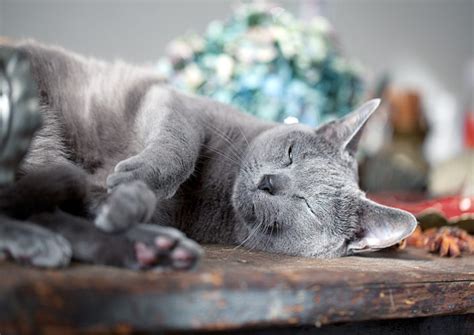 russian blue cat hypoallergenic - Wagbrag - Pet Wellness, Health ...