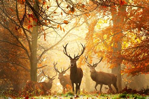 Image Abyss - Image Hosting, Image Sharing | Wildlife photography, Deer pictures, Autumn forest