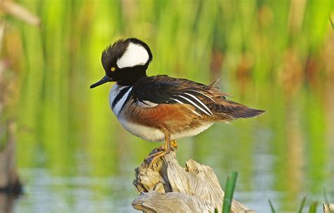 Hooded Merganser - Pentax User Photo Gallery