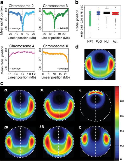 Localization of euchromatin domains in the structure population. a The... | Download Scientific ...