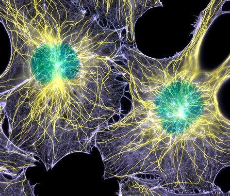 Microtubules Definition and Examples