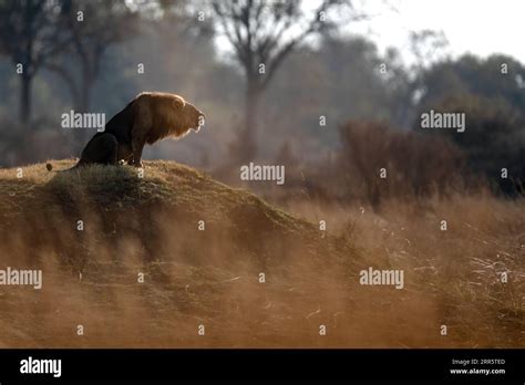 Male african lion roaring hi-res stock photography and images - Alamy