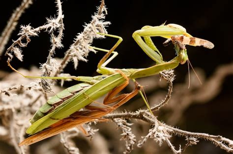 Premium Photo | Mating praying mantis in the bush