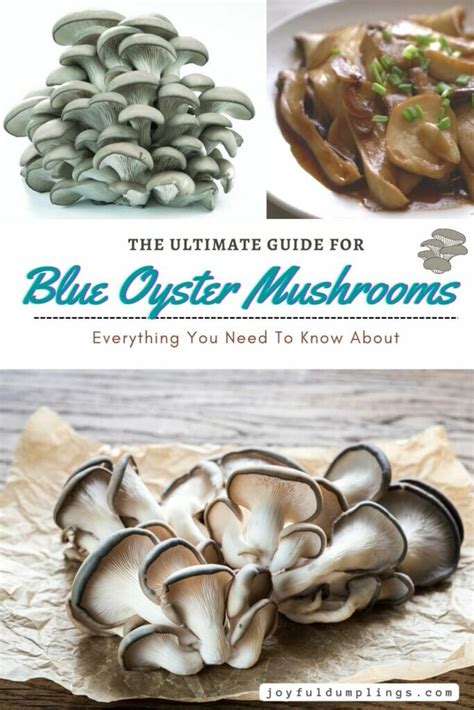 Blue Oyster Mushroom Recipes » Joyful Dumplings