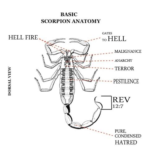 Scorpion anatomy